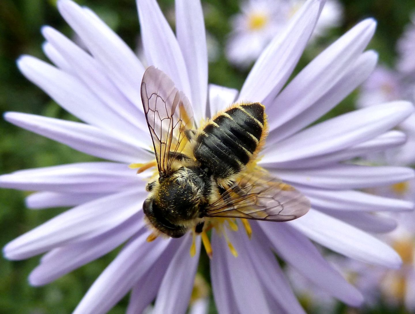 Megachile cfr. centuncularis, Apidae Megachilinae